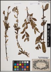 Foto von Salix cinerea L. x Salix purpurea L.